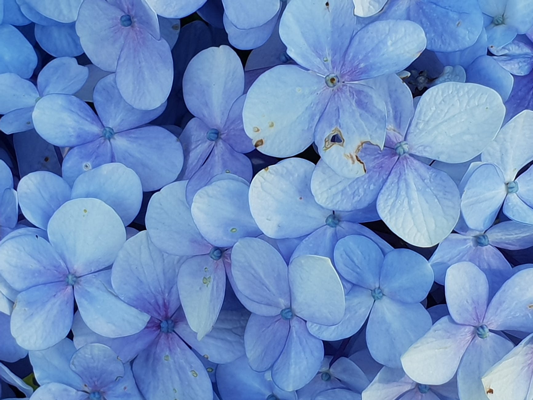 close up photo of blue petaled flowers